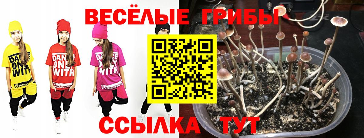Псилоцибиновые грибы прущие грибы Саров